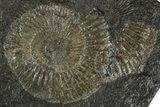 Dactylioceras Ammonite Fossil - Posidonia Shale, Germany #304977-1